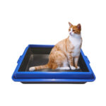 Arenero de Gato - Imagen 2
